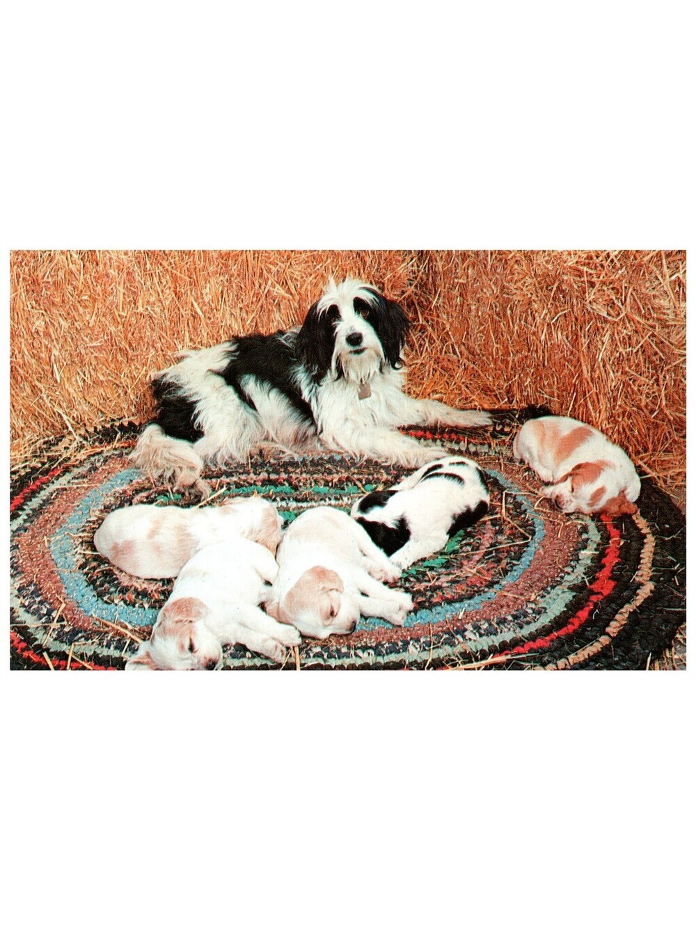 Vintage Postcard 1960s Sleepy Heads Dog Puppies Animal Family Old Stock
